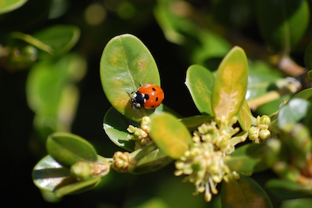 Ladybug